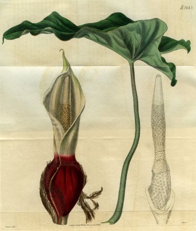 As Caladium grandifolium Sims in Curtis's Botanical Magazine 53: t. 2643 (1826)