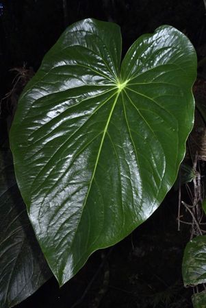 Pictured in Oaxaca, Mexico Image Copyright © 2020 by Fred Muller