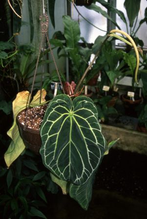 Pictured at the Jardin Botanique du Montet (Nancy, France) Image Copyright © 2003 by David Scherberich