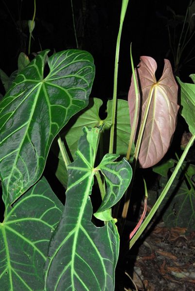 文件:AnthmagnificumSJ 02.jpg