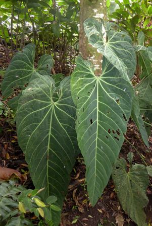 Pictured in cultivation in Volcan, Panama Image Copyright © 2016 by Bruce Dunstan