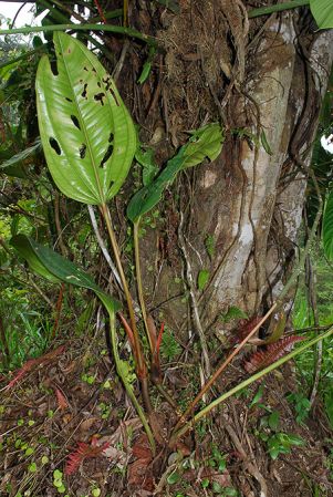 Croat 104574 pictured in Carchi, Ecuador Image Copyright © 2012 by David Scherberich