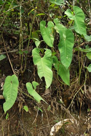 Croat 104199, pictured in Carchi, Ecuador Image Copyright © 2013 by David Scherberich