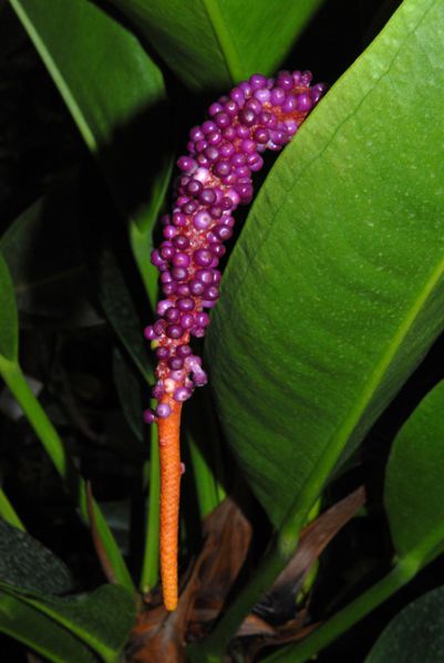 文件:Anthwilldenovii19880501BR 04.jpg