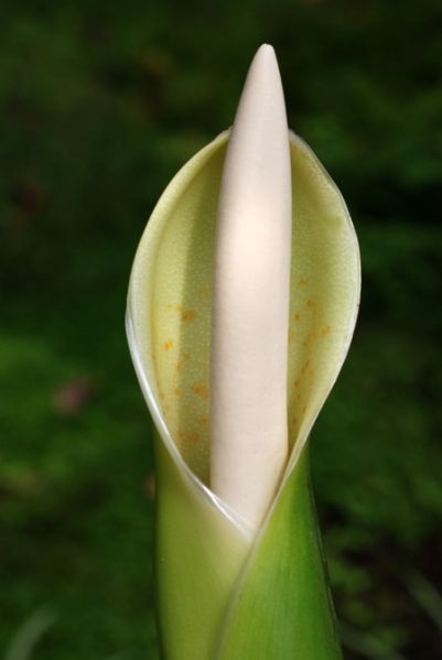 文件:Philoburle-marxii 08.jpg