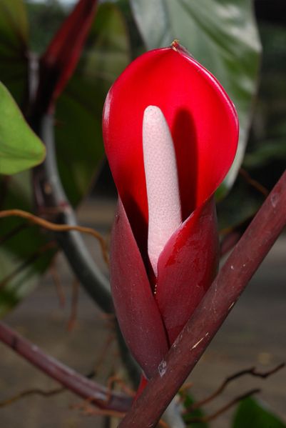 文件:Philoerubescens 04.jpg