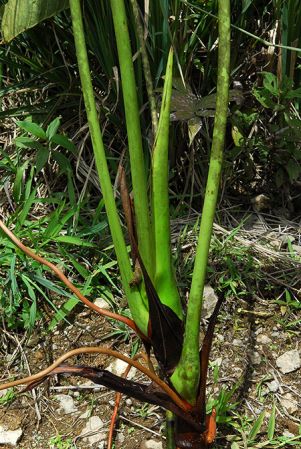 Croat 104227, pictured in Carchi, Ecuador Image Copyright © 2013 by David Scherberich