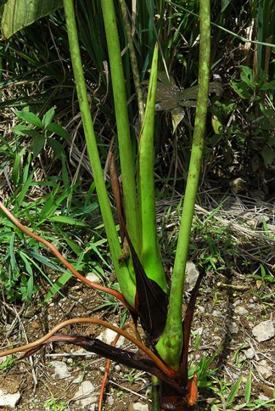 文件:AnthlongipedicalCroat 03.jpg