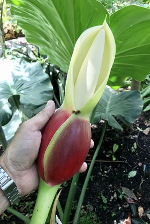 From Guadeloupe, pictured at the Jardin Botanique de Lyon (France) Image Copyright © 2020 by David Scherberich