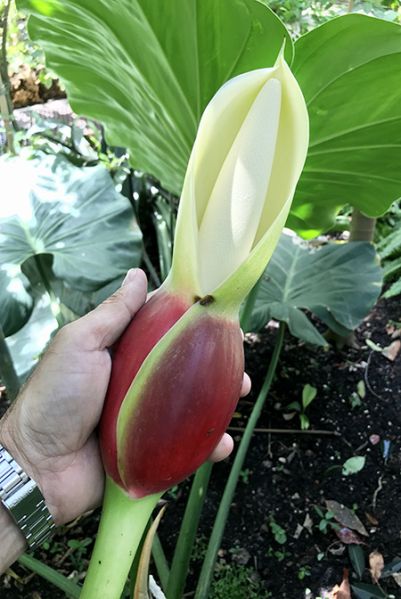 文件:Philogiganteumgua 06.jpg