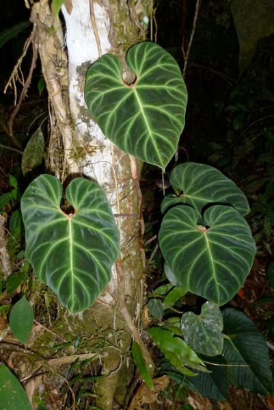 文件:Philoverrucosum 03.jpg