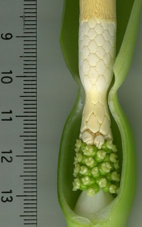 DS673 from Peninsular Malaysia Pictured at the Jardin Botanique de Lyon (France) Image Copyright © 2011 by David Scherberich