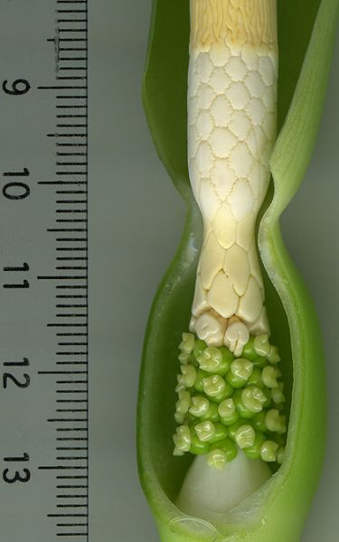 文件:Aloclongiloba 06.jpg