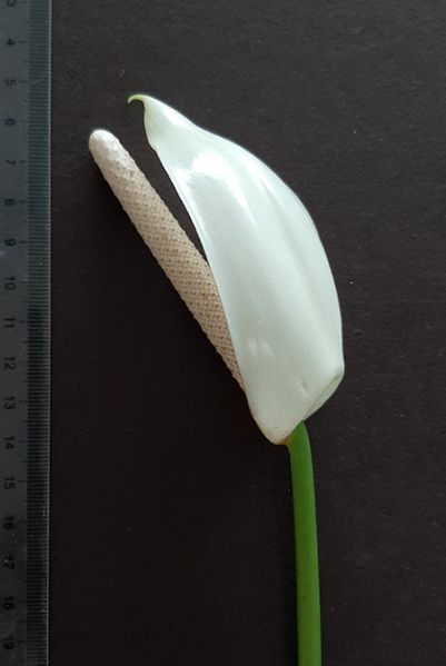 文件:AnthbuganumAM 02.jpg