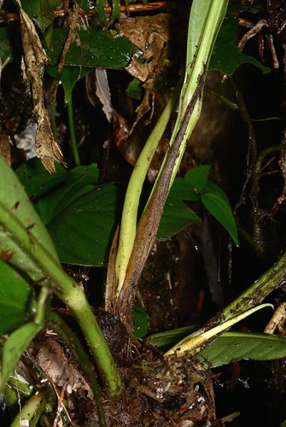 文件:AnthernestiiCroat 07.jpg