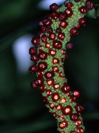 Pictured at the Jardin Botanique du Montet (Nancy, France) Image Copyright © 2003 by David Scherberich