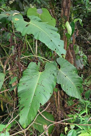 Croat 104013, pictured in Valle del Cauca, Colombia Image Copyright © 2013 by David Scherberich