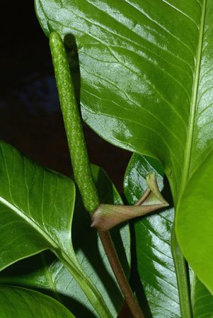 From Canar/Ecuador, pictured in Royal Botanic Gardens, Kew Image Copyright © 2015 by David Scherberich