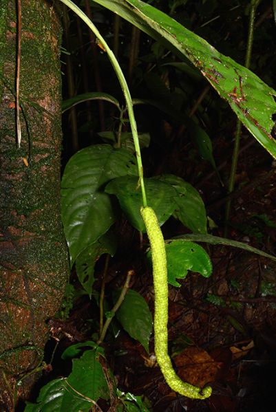 文件:AnthwhitmoreiCroat106090 02.jpg