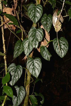 Pictured in Yasuni National Park (Orellana, Ecuador) Image Copyright © 2015 by David Scherberich