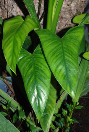 DS437 from French Guiana, pictured at the Jardin Botanique de Lyon (France) Image Copyright © 2010 by David Scherberich