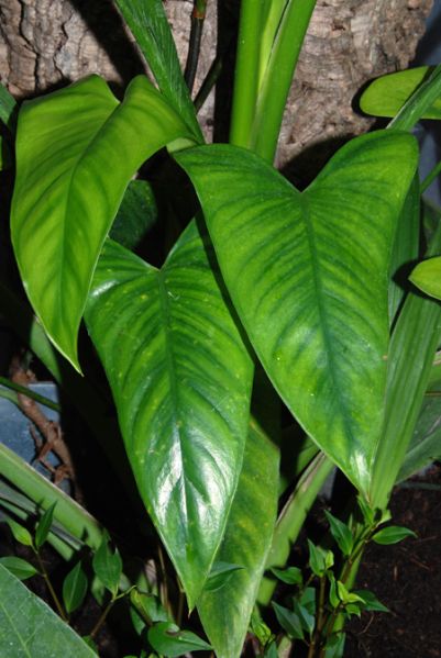 文件:Philobrevispathum 02.jpg