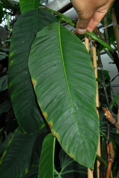文件:PhiloinaequilaterumCroat 05.jpg