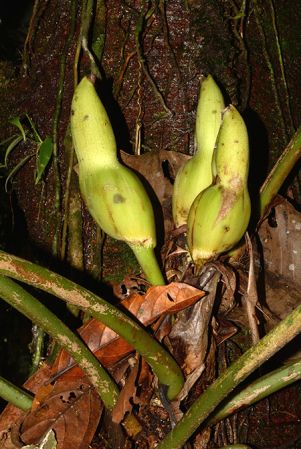 Croat 105591 pictured in Misahualli, Napo/Ecuador Image Copyright © 2015 by David Scherberich