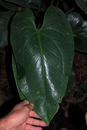From Guadeloupe Pictured at the Jardin Botanique du Montet (Nancy, France) Image Copyright © 2013 by David Scherberich