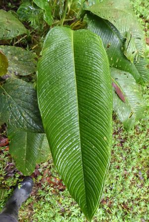 Pictured in La Planada Reserve, Narino, Colombia Image Copyright © 2018 by Bruce Dunstan
