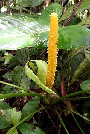 Pictured in Santa Fe, Panama Image Copyright © 2016 by Bruce Dunstan