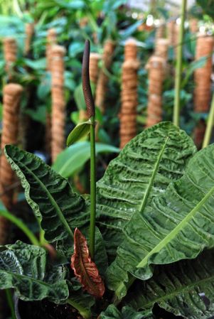 Pictured at the Jardin Botanique de Lyon (France) Image Copyright © 2009 by David Scherberich