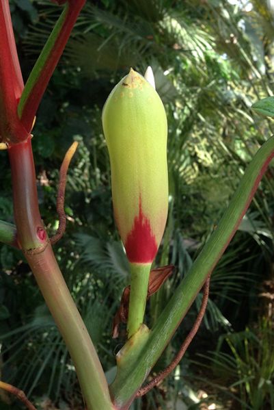 文件:Philobicolor 10.jpg