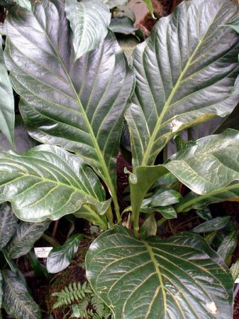 Pictured in the Botanischer Garten München (Germany) Image Copyright © 2006 by David Scherberich
