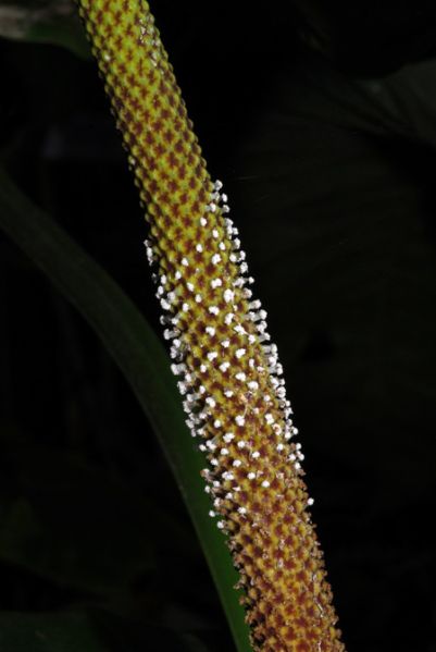 文件:Anthcolonicum 03.jpg