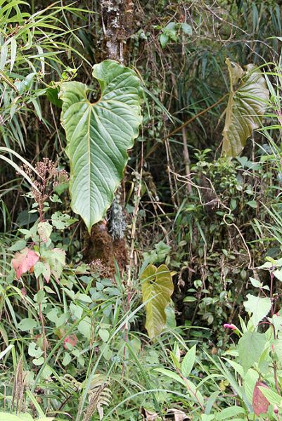 文件:AnthconcinnatumMR 01.jpg