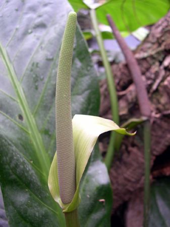 Pictured at the Jardin Botanique de Lyon (France) Image Copyright © 2006 by David Scherberich
