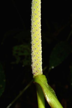 Croat 105732 pictured near Puerto Morona (Morona-Santiago, Ecuador) Image Copyright © 2015 by David Scherberich