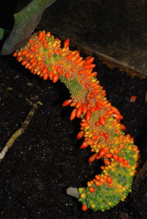 Pictured at the Jardin Botanique de Lyon (France) Image Copyright © 2011 by David Scherberich