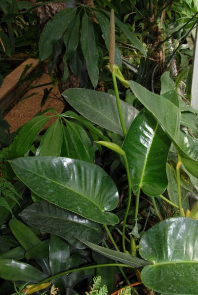 文件:Anthparasiticum 01.jpg