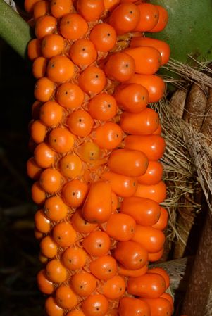 Pictured at the Jardin Botanique de Lyon (France) Image Copyright © 2015 by David Scherberich