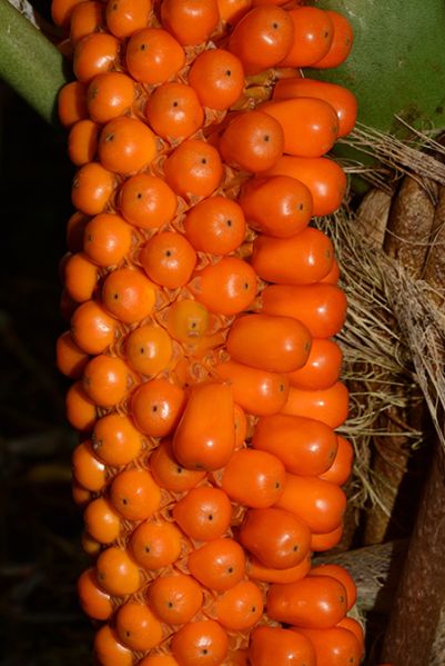 文件:Anthstandleyi130451fr 02.jpg