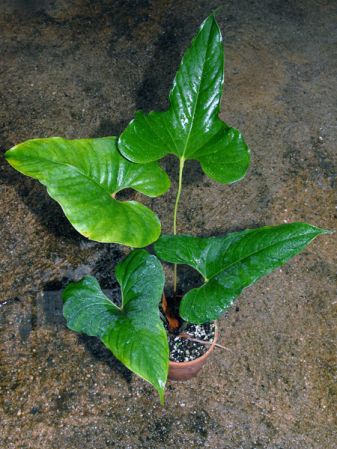 Croat 99050 from Ecuador (Zamora-Chinchipe), pictured at the Jardin Botanique du Montet (Nancy, France) Image Copyright © 2012 by David Scherberich