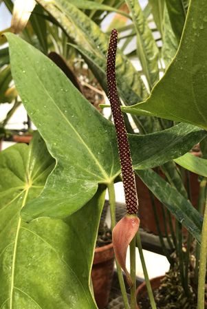 Pictured at the Jardin Botanique du Montet (Nancy, France) Image Copyright © 2020 by David Scherberich