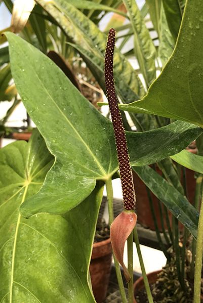 文件:Anthverapazense183552NCY 02.jpg