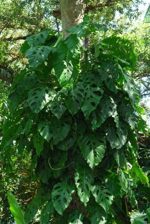 Pictured at the Fairchild Tropical Botanic Garden Image Copyright © 2012 by David Scherberich