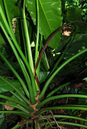 Pictured at the Fairchild Tropical Botanic Garden Image Copyright © 2012 by David Scherberich