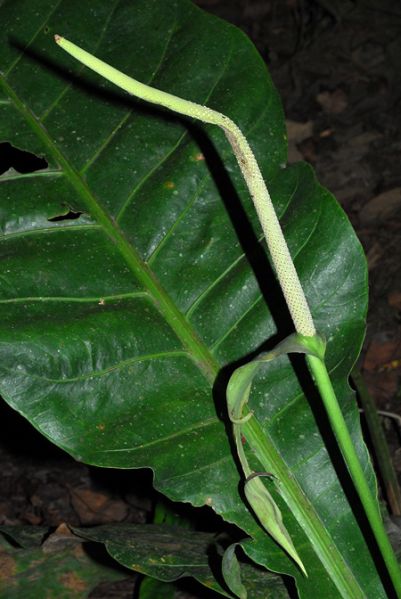 文件:Anthcaucavallense 02.jpg