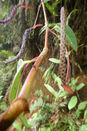Pictured in Nutibara, Antioquia, Colombia Image Copyright © 2019 by Bruce Dunstan