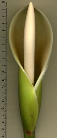 From Heredia, Costa Rica, pictured at the Jardin Botanique de Lyon (France) Image Copyright © 2006 by David Scherberich